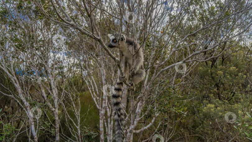 Скачать Очаровательный кольцехвостый лемур катта сидит на дереве фотосток Ozero
