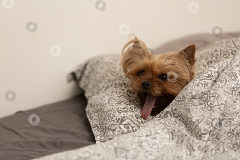 Скачать Собака породы Йоркширский терьер спит в постели под одеялом фотосток Ozero