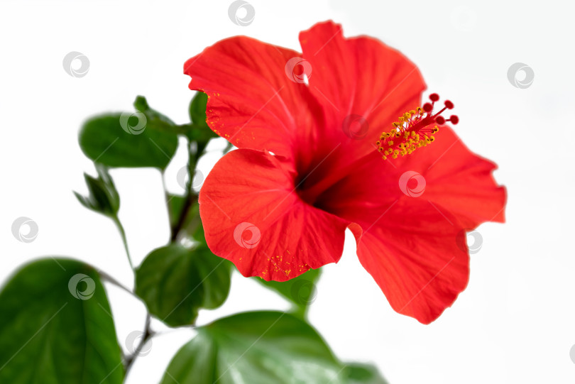 Скачать красный цветущий цветок гибискуса крупным планом фотосток Ozero