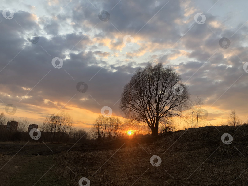 Скачать силуэт одинокого дерева на фоне закатного неба, природный пейзаж фотосток Ozero