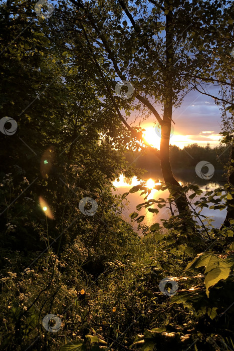 Скачать Лучи вечернего солнца пробиваются сквозь ветви деревьев и листву на берегу озера фотосток Ozero