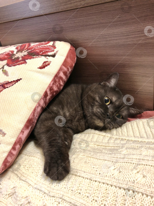 Скачать Грустный кот лежит на кровати, прячась под подушкой фотосток Ozero