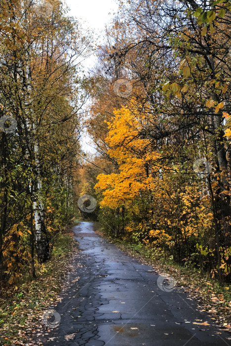 Скачать дорога среди рядов деревьев с желтыми листьями в осеннее время года фотосток Ozero