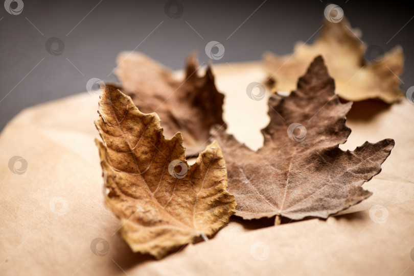 Скачать из бумажного конверта для рукоделия выпадают пожелтевшие сухие осенние листья фотосток Ozero