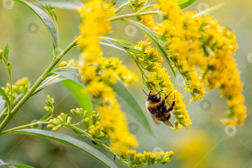 Скачать пушистый шмель собирает нектар с цветущего желтого цветка золотарника фотосток Ozero