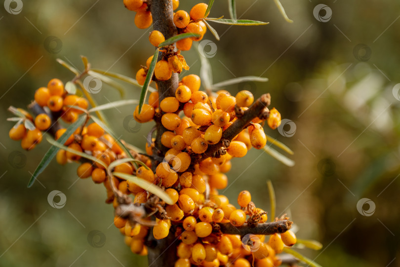 Скачать спелые оранжевые ягоды облепихи на ветке фотосток Ozero