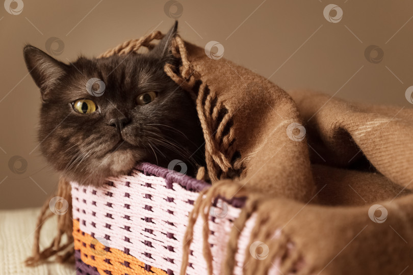 Скачать Симпатичный черный кот выглядывает из плетеной коробки, накрытой теплым одеялом фотосток Ozero