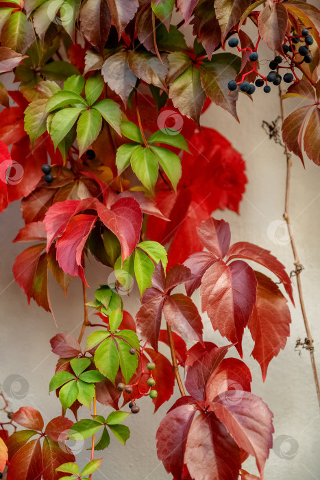 Скачать Осенние красные и зеленые листья дикого винограда, растущего осенью на стене фотосток Ozero