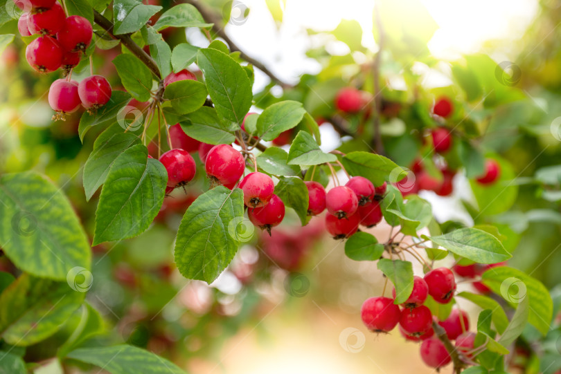 Скачать крошечные красные спелые яблоки-крабы на ветке дерева среди зеленых листьев в летнем саду фотосток Ozero