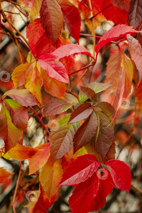 Скачать Осенние окрашенные в красный цвет листья дикого винограда растут на естественном фоне осеннего сезона фотосток Ozero