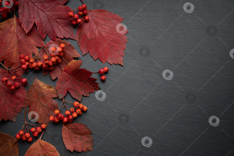 Скачать Осенний темный фон с красными листьями и ягодами фотосток Ozero