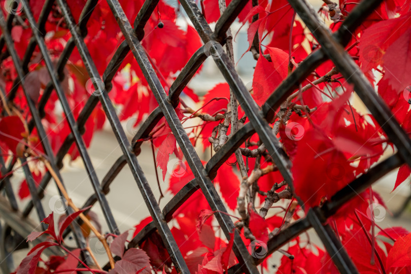 Скачать растение дикого винограда с красными осенними листьями, обвитыми сеткой забора фотосток Ozero