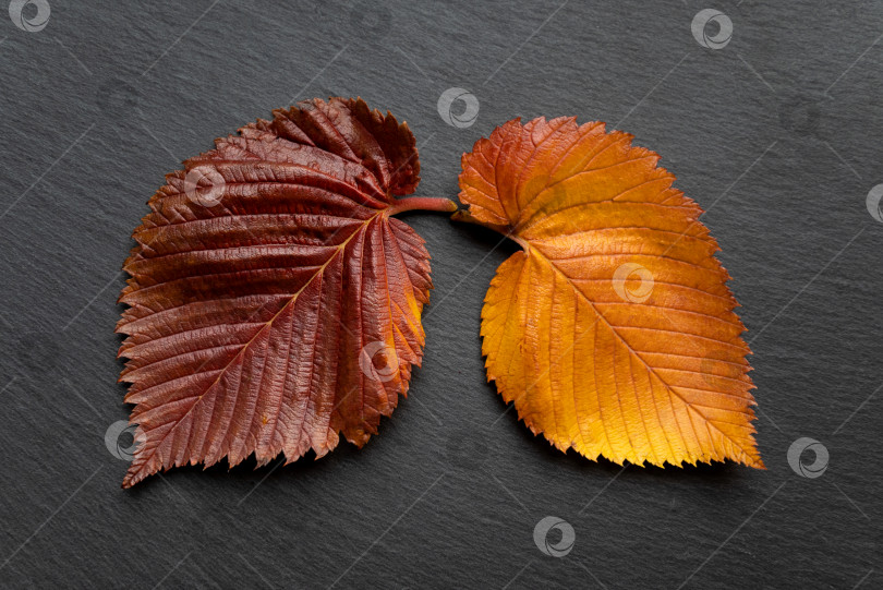 Скачать осенние разноцветные листья вяза - как легкие человека фотосток Ozero