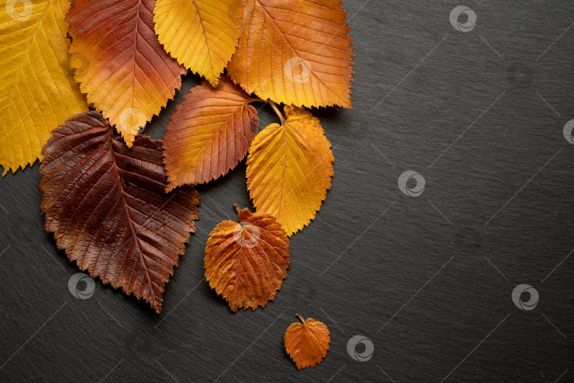 Скачать Осенний фон с окрашенными в осенний цвет красными и желтыми листьями вяза фотосток Ozero