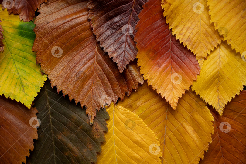Скачать Осенние разноцветные листья на фоне вяза фотосток Ozero