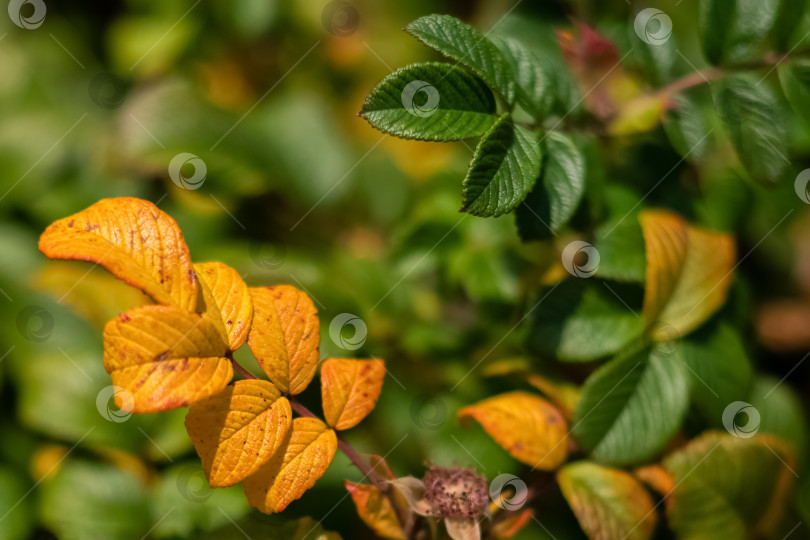 Скачать Яркие желтые и зеленые листья шиповника осенью фотосток Ozero