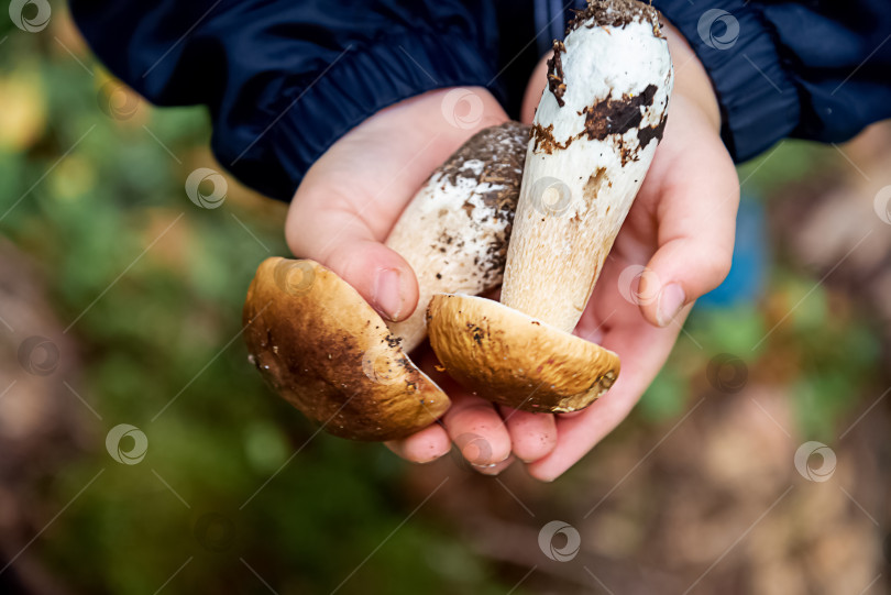 Скачать Малыш держит в руках два съедобных белых гриба. фотосток Ozero