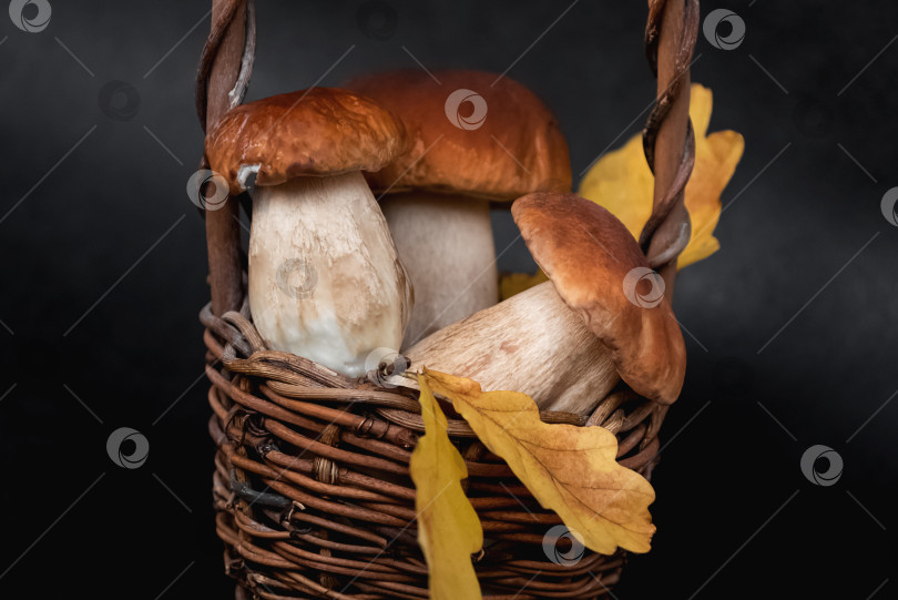 Скачать Плетеная корзинка, наполненная белыми грибами боровик на черном фоне, крупным планом фотосток Ozero
