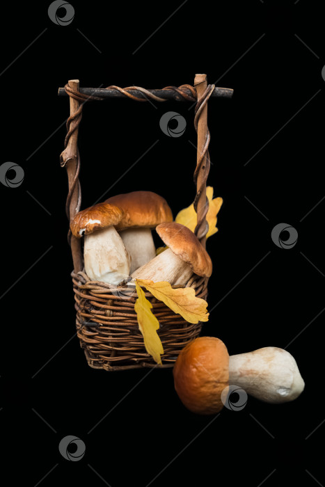 Скачать Плетеная корзинка, наполненная белыми грибами боровик на черном фоне фотосток Ozero