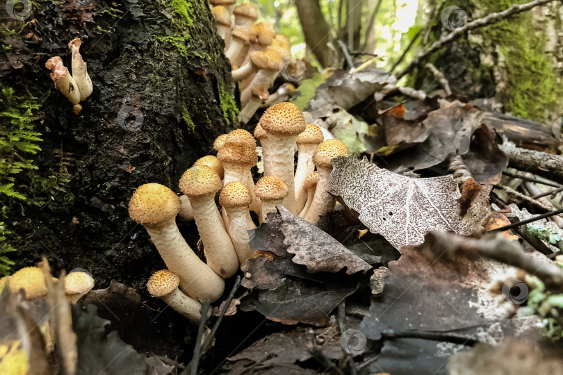 Скачать Грибы Armillaria mellea в осеннем лесу растут среди опавших листьев у ствола дерева фотосток Ozero