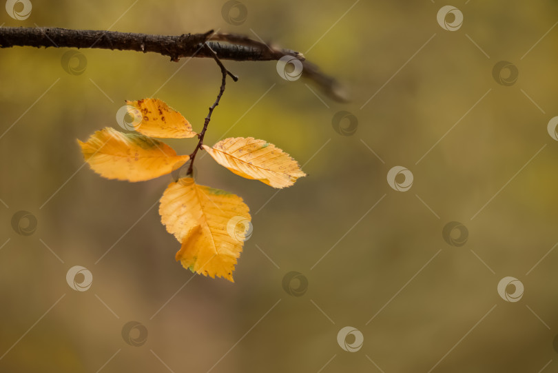 Скачать Последние желтые осенние листья на ветке на размытом фоне. Выборочный фокус фотосток Ozero