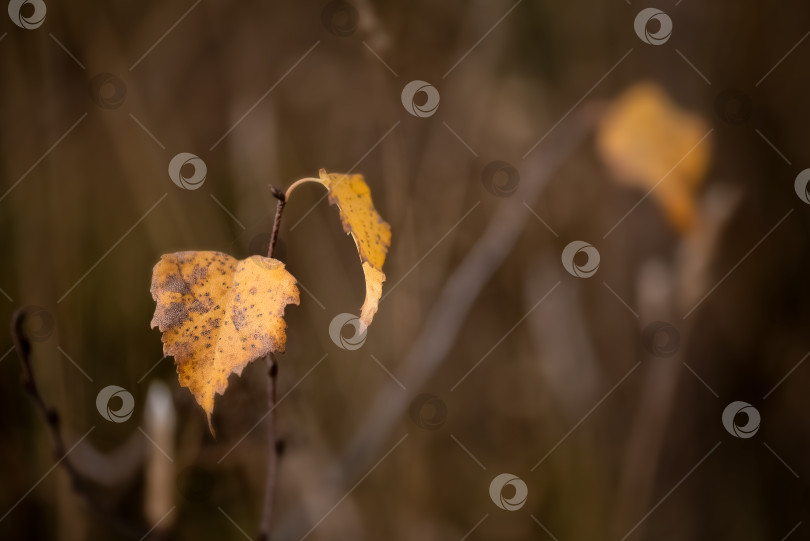 Скачать Крупный план осенних желтых березовых листьев на размытом коричневом естественном фоне фотосток Ozero
