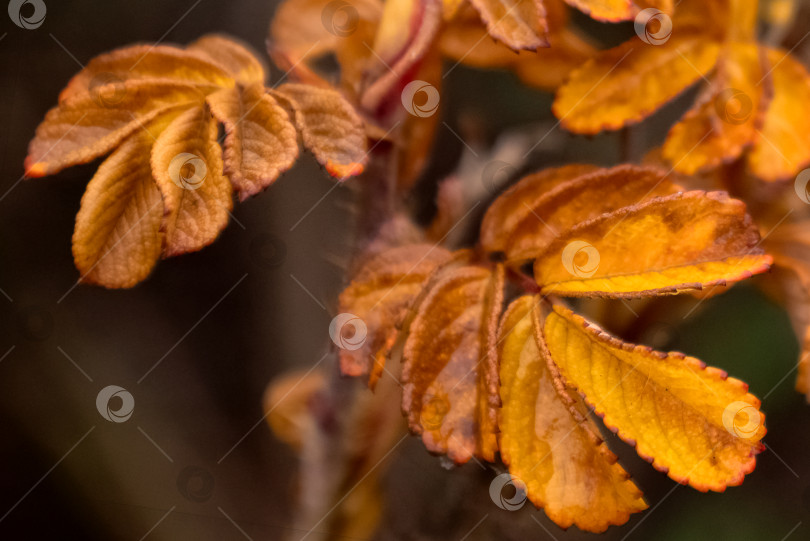 Скачать крупный план пожелтевших листьев шиповника фотосток Ozero