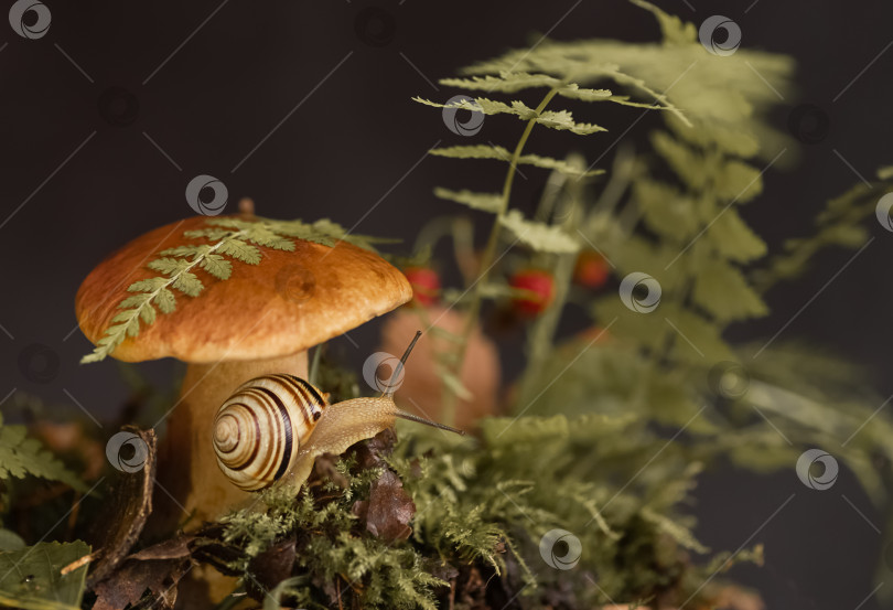 Скачать Симпатичная улитка с полосатым панцирем ползает вокруг большого белого гриба, растущего во мху и опавших листьях в лесу фотосток Ozero