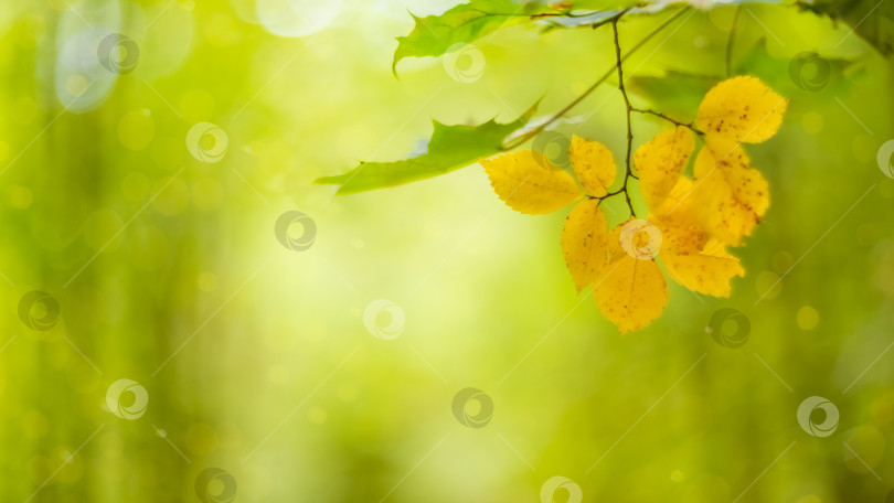 Скачать Желтые осенние листья на ветке на размытом фоне зеленого леса фотосток Ozero