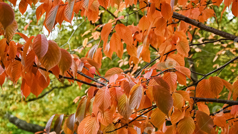 Скачать Осенние красные листья на ветвях деревьев фотосток Ozero