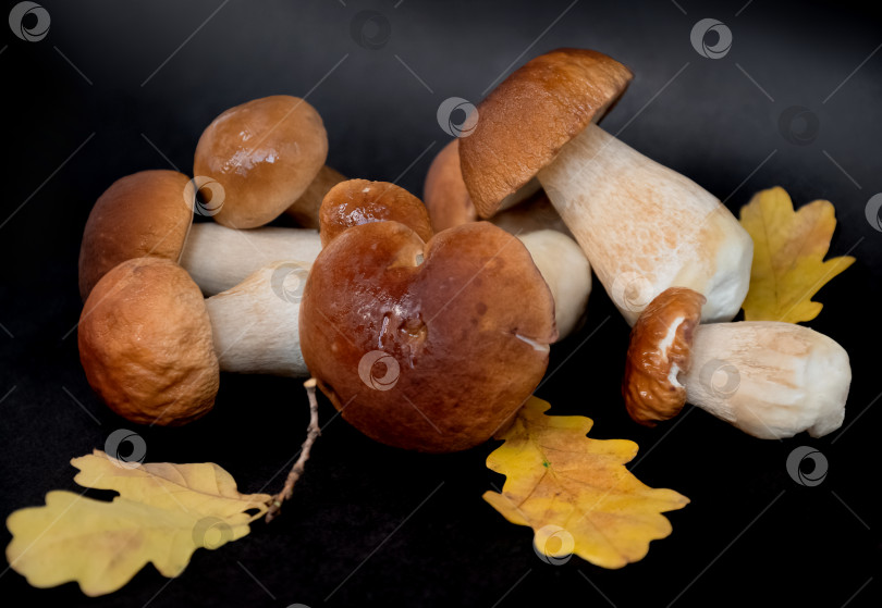 Скачать Собранные подберезовики или белые грибы с желтыми дубовыми листьями на темном фоне фотосток Ozero
