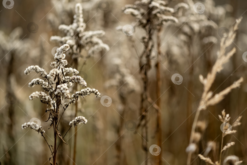Скачать Сухой цветок золотарника на естественном фоне осеннего поля фотосток Ozero