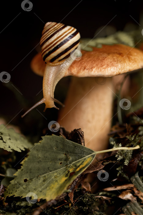Скачать Симпатичная улитка с полосатым панцирем свисает со шляпки белого гриба, растущего среди мха и опавших листьев в лесу фотосток Ozero
