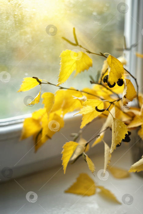 Скачать осенний букет из березовых веток с желтыми листьями фотосток Ozero