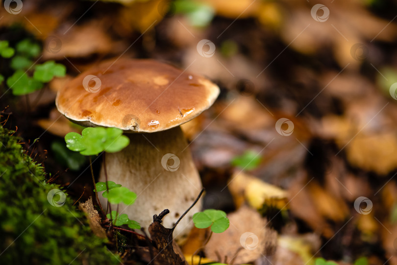 Скачать Белые грибы или подберезовики чаще всего растут на земле среди сухих опавших листьев в лесу фотосток Ozero