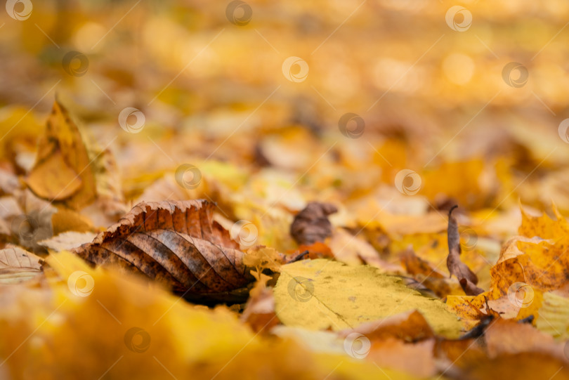 Скачать Падающие желтые листья на естественном осеннем фоне фотосток Ozero