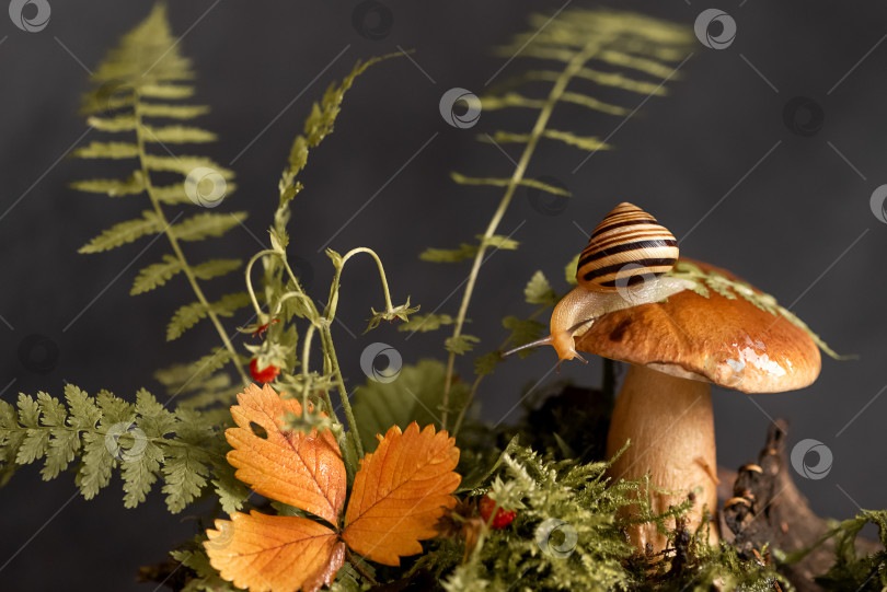 Скачать Симпатичная улитка с полосатым панцирем сидит на верхушке большого белого гриба, растущего среди мха и опавших листьев в лесу фотосток Ozero