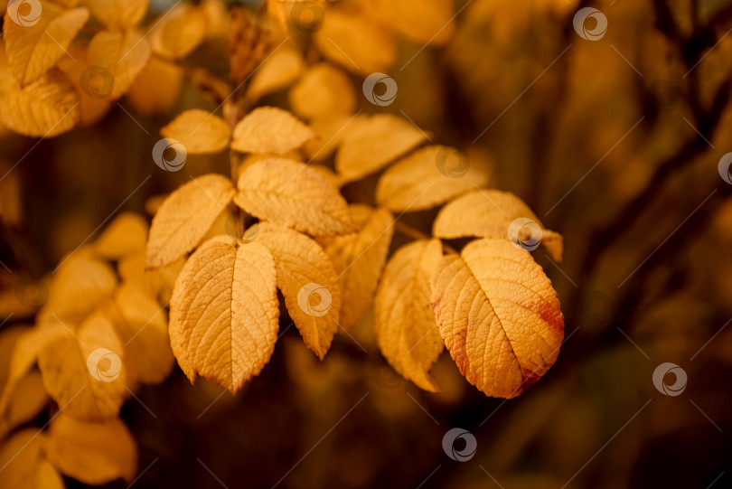 Скачать Желтые листья шиповника на размытом осеннем фоне фотосток Ozero