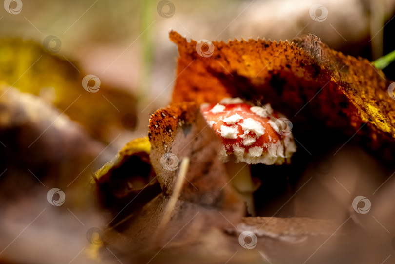 Скачать Мухомор мускариевый - ядовитый гриб, растущий из-под опавших листьев в осеннем лесу фотосток Ozero
