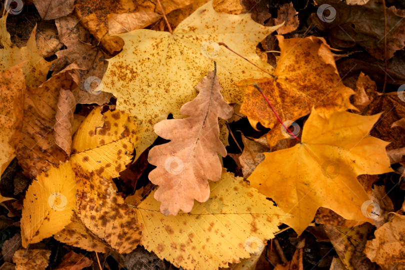 Скачать Осенний фон из пожелтевших дубовых и кленовых опавших листьев фотосток Ozero