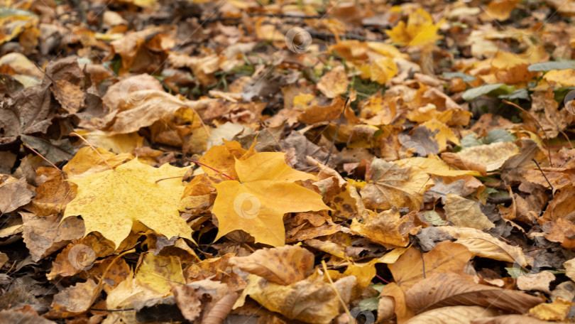 Скачать Два опавших желтых кленовых листа на фоне сухих листьев фотосток Ozero