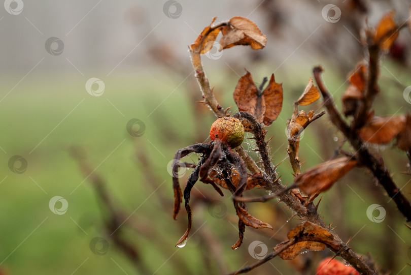 Скачать Сухая веточка дикой розы или шиповника после дождя крупным планом на размытом фоне фотосток Ozero