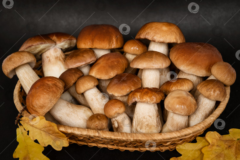 Скачать Собранные белые грибы в плетеной корзинке готовы к приготовлению фотосток Ozero