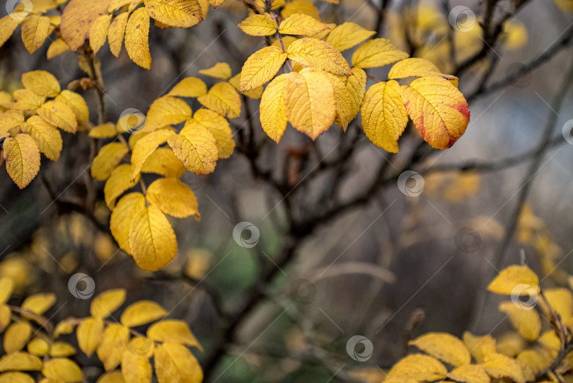 Скачать Ярко-желтые листья шиповника на осеннем естественном фоне фотосток Ozero