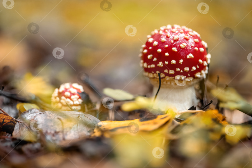 Скачать Мухомор или amanita muscaria ядовитый гриб с белыми пятнами на красной головке растущий в осеннем лесу фотосток Ozero