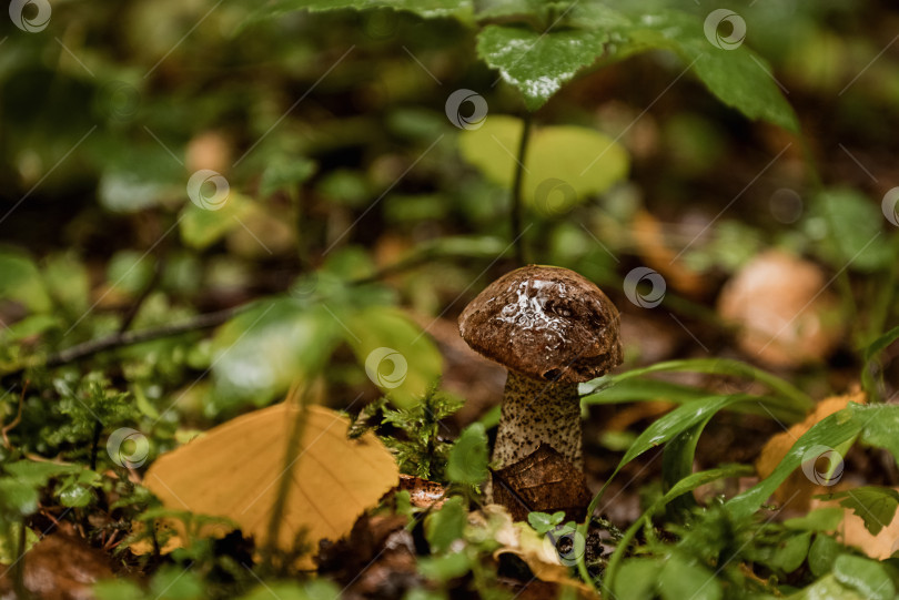 Скачать Маленький гриб растет в лесу среди травы и опавших листьев фотосток Ozero