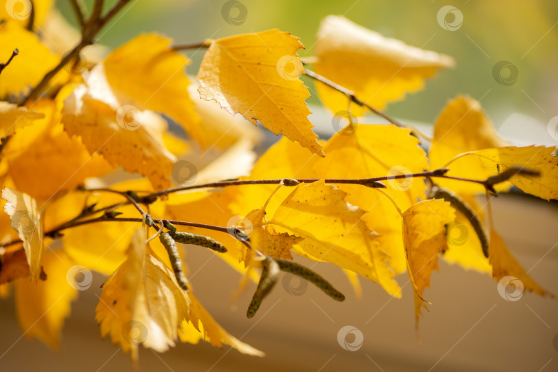 Скачать Березовые веточки с желтыми осенними листьями. фотосток Ozero