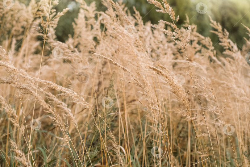 Скачать Трава кустарниковой травы Calamagrostis epigejos сушеные соцветия фотосток Ozero