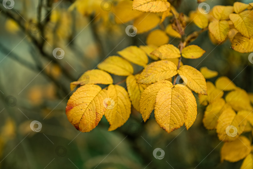 Скачать Желтые листья дикого шиповника на размытом осеннем фоне фотосток Ozero