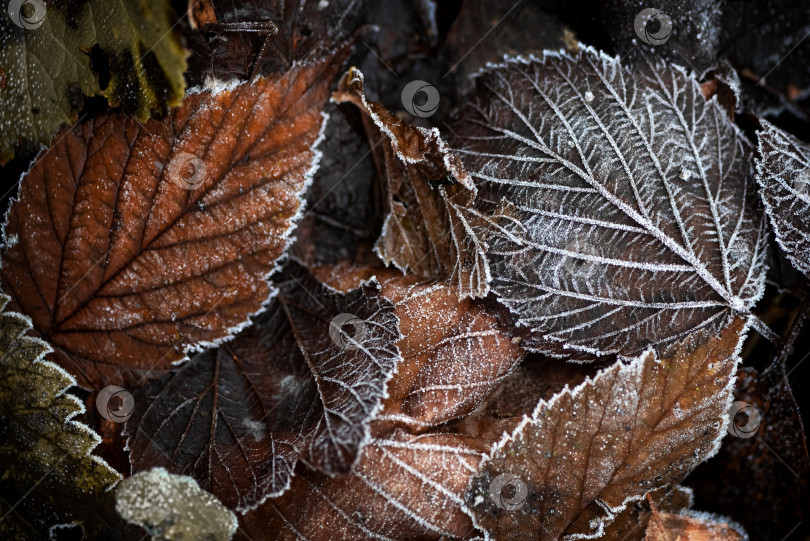 Скачать Осенние листья на естественном фоне, покрытом инеем фотосток Ozero